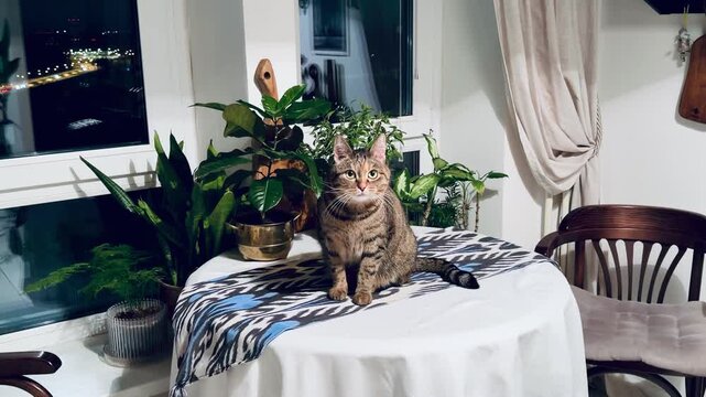 Beautiful tabby cat sitting on a luxury ikat pattern tablecloth. Elegant domestic pet in a high-end interior with solid wood furniture, lush houseplants, and city lights through the window.