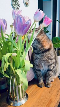 Funny tabby cat playing with a bouquet of purple tulips on a wooden table. Curious pet tries to bite and sniff spring flowers in a glass vase at home. Cozy domestic scene with a feline.