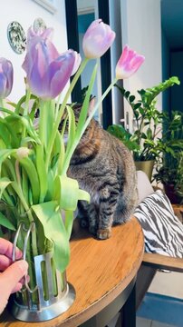 Funny tabby cat playing with a bouquet of purple tulips on a wooden table. Curious pet tries to bite and sniff spring flowers in a glass vase at home. Cozy domestic scene with a feline.