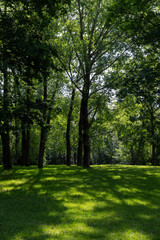 Fototapeta premium fresh grass in the park in the spring season with deciduous trees with green foliage, sunny warm spring weather in the park with different types of trees, shade from bright sunlight