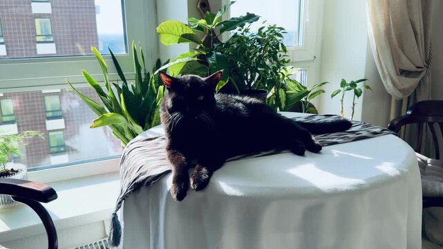 Black cat showing tongue on ikat tablecloth in a room full of plants. Interior with Zamioculcas, palms, and Sansevieria. Funny pet chilling in a bright urban jungle home with sunlight shadows.