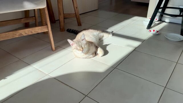 Rare Ojos Azules cat lying on a sunny tiled floor in a bright modern interior. Peaceful ginger tabby pet enjoying the sun heat. Cozy room with wooden furniture, sunlight, and long shadows.