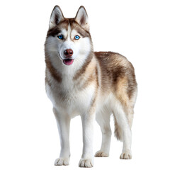 Fototapeta premium Siberian Husky Portrait isolated on transparent background