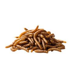 Obraz premium Mealworm Collection on Black isolated on transparent background