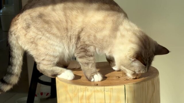 Rare Ojos Azules cat on a rustic tree slice stool in a sunlit kitchen. Elegant ginger tabby pet stretching and looking down, bright sunlight and shadows. Modern interior with handmade furniture.