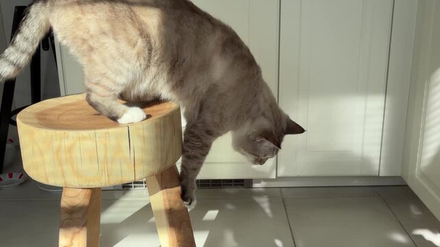 Rare Ojos Azules cat on a rustic tree slice stool in a sunlit kitchen. Elegant ginger tabby pet stretching and looking down, bright sunlight and shadows. Modern interior with handmade furniture.