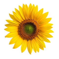 A bright yellow flower with orange and green center