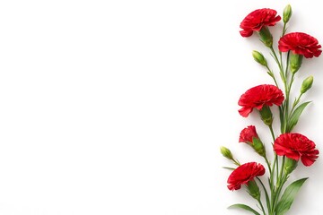 Obraz premium Red carnation flowers and buds arranged on a white background stems