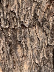 Obraz premium Close-up rugged tree bark with layered wood fragments and cracked surface forming natural organic texture suitable for forestry themes and environmental backgrounds.