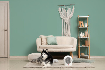 Cute husky dog lying near modern electric fan heater in stylish living room © Pixel-Shot