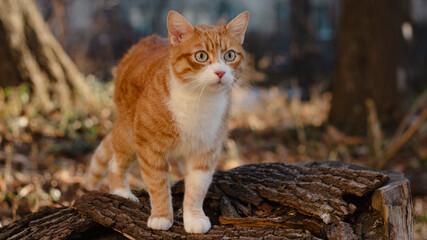 Ginger cat standing on a log in the forest, sunny day