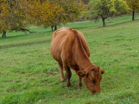 Vache Limousine sans cornes, race bovine fran&ccedil;aise &agrave; robe roux froment, mufle et ventre claire, broutant l'herbe d'un pr&eacute; sur une colline
