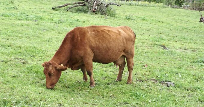 Une jolie vache limousine &agrave; robe roux froment broutant l'herbe d'un p&acirc;turage verdoyant en Suisse
