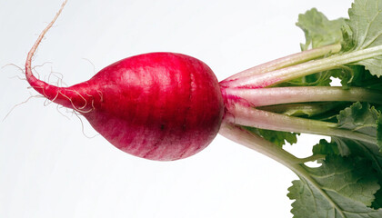 A single radish with a vibrant red, smooth, and glossy surface
