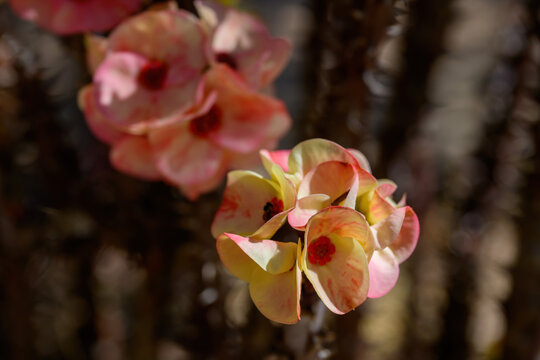 Euphorbia milli flower or Crown of thorns plant Bright flowers with beautiful, thorny stems.