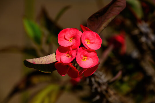 Euphorbia milli flower or Crown of thorns plant Bright flowers with beautiful, thorny stems.