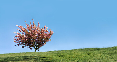 A vibrant pink blossoming cherry tree stands alone on a lush, rolling green hill under a clear, bright blue sky. The composition features a minimalist aesthetic with the tree positioned on the left, l © Mykola