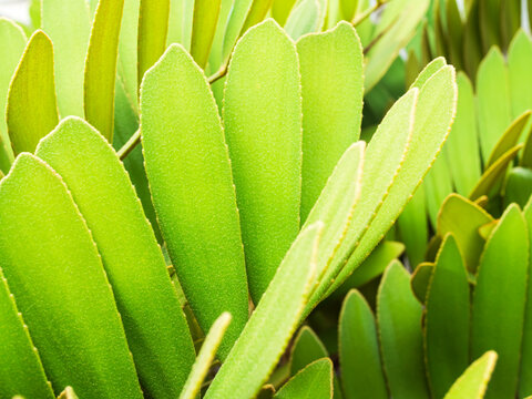 Zamia furfuracea close up decorection park nature, environment background