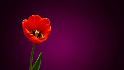 Fototapeta premium Vibrant red tulip for mother's day beautiful flower gift ideas