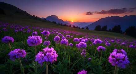 Obraz premium Vibrant purple wildflowers in a mountain meadow at sunset with a breathtaking sky