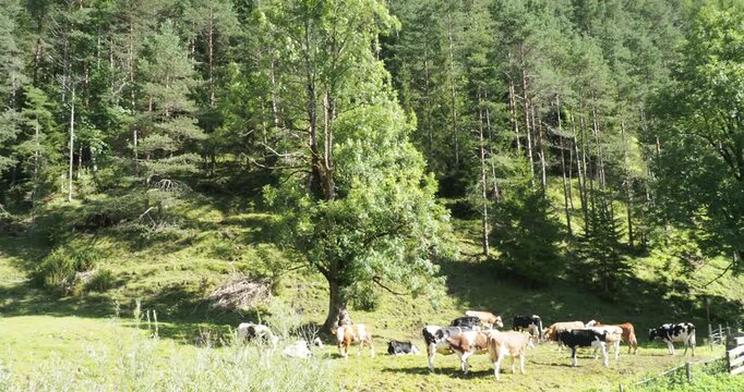 Troupeau de vaches Fleckvieh, pie rouge des montagnes et Deutsches schwarzbunte ou Holstein p&acirc;turant en bordure de for&ecirc;t des Alpes Autrichiennes