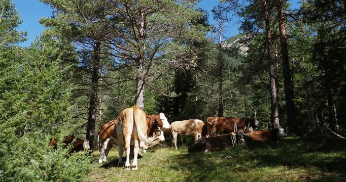 Troupeau de vaches Fleckvieh, pie rouge des montagnes broutant l'herbe et ruminant dans une lisi&egrave;re de bois de for&ecirc;t des Alpes Autrichiennes
