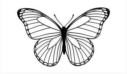 A black and white illustration of a butterfly with detailed wings and body © MD. MAMUNAR RASHID