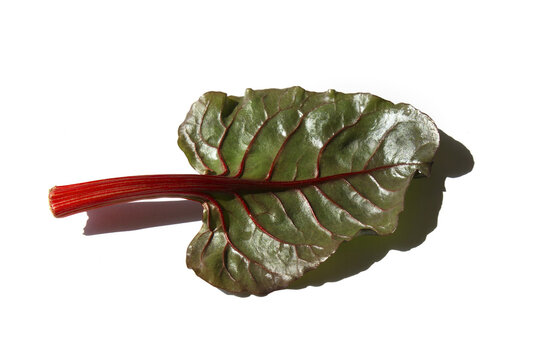 swiss chad leaf isolated white background.