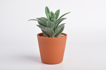 Obraz premium Small succulent plant in terracotta pot isolated on white background.