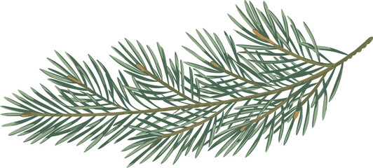 Green spruce branch with needles on white background, pine tree twig, evergreen forest botanical nature element © Masum