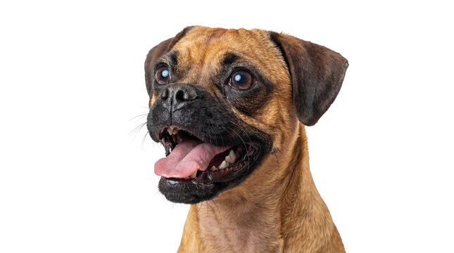 close-up portrait of a happy puggle dog with its mouth open and tongue out, panting on a plain beige background.