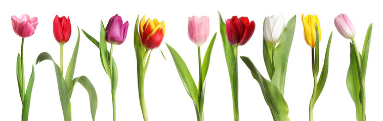 Bright tulips isolated on white, set. Spring flowers