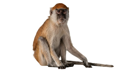 photograph of a patas monkey sitting and looking forward against a transparent background. © Irene