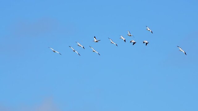 A squadron of pelicans flying overhead