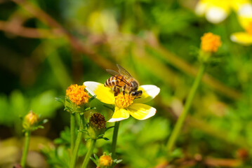 Honey bee on bidens flower pollinating garden blossom, Bee collecting nectar from bidens wildflower macro, Bee collecting nectar from bidens wildflower macro