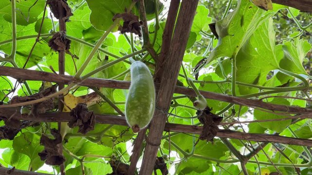 Lush Green Gourd Vine Tendrils Reaching Out in the Sunlight
