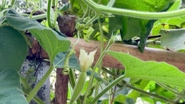 Lush Green Gourd Vine Tendrils Reaching Out in the Sunlight