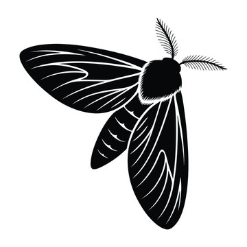 Moth flying with angled wings Vector, Silhouette, Illustration