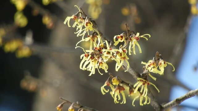 [4K] Maruba Mansaku Witch Hazel Blooming in Hirosaki Park, Aomori, Japan【4K】青森県弘前公園のマルバマンサク：春の訪れを告げる黄色い花 撮影日：20260305-2