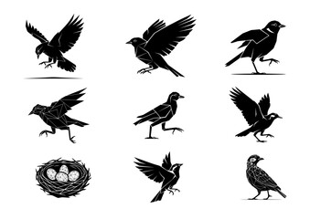 Black Bird Silhouette Set Flying Walking Landing Crow Raven Vector Collection Isolated on White