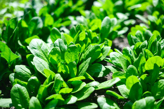 Young leafy spinach plants in domestic garden illuminated by morning sunlight. Homegrown produce, eco lifestyle and fresh nutrition concept