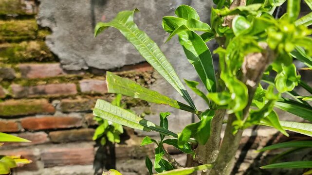 ​Fresh green ornamental plant sprouts growing on a pruned stem in a sunlit home garden with a rustic brick wall background.