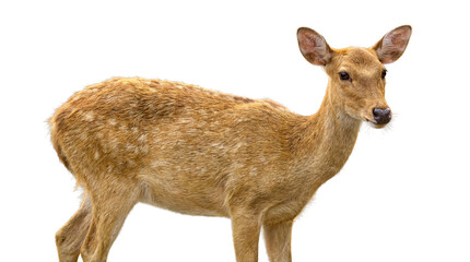 Fototapeta premium a beautiful young deer in a studio setting against a plain white background, showcasing its detailed fur and gentle demeanor, high-quality animal photograph.