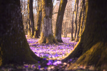 Forest clearing filled with purple crocuses between tall tree trunks. Spring woodland landscape, blooming wildflowers, natural scenery © Ivan Kmit