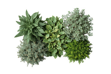 Obraz premium Group of various gardening plants and small shrubs creating a natural green composition, isolated on transparent background