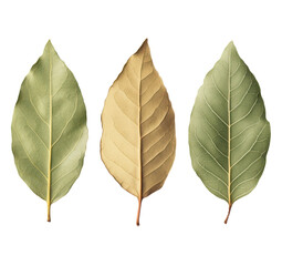 Eucalyptus Leaves in Varied Shades