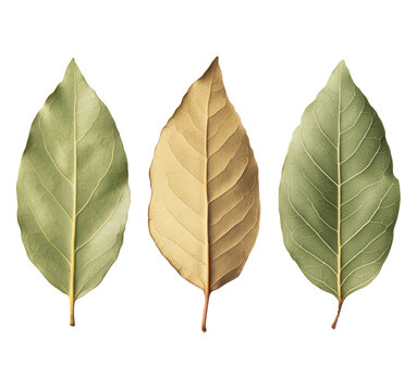 Eucalyptus Leaves in Varied Shades