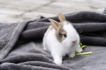 Cute baby rabbit with white and brown fur sitting on soft grey blanket with green celery stalk. Adorable fluffy bunny pet on wooden floor background. Cozy animal care and cute lifestyle concept. © kaew6566