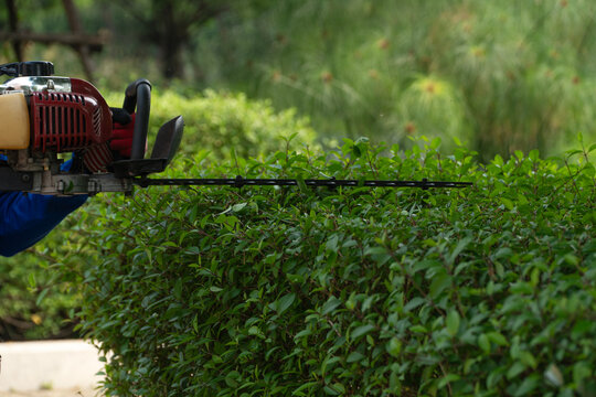 Close up of gardener hands in gloves using gas powered hedge trimmer cutting green bush in the garden. Professional landscaping and park maintenance service. Outdoor yard work concept.