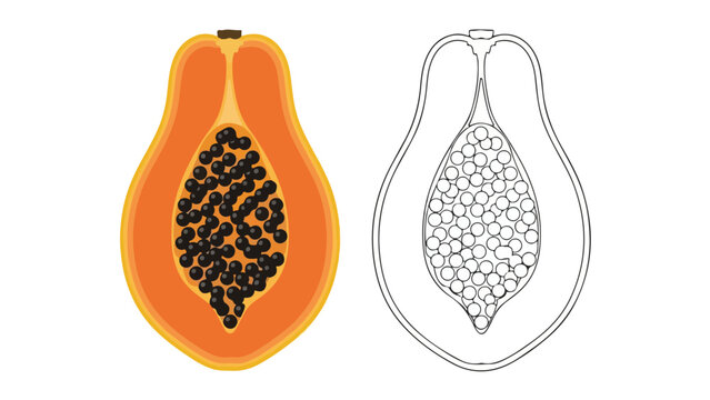 An illustration of a halved papaya with seeds next to a line drawing of a papaya seed pattern on a clean white background.